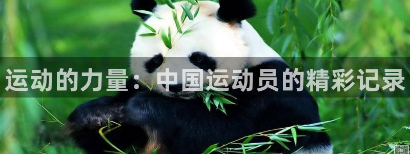 米兰体育官网下载联系电话：运动的力量：中国运动员的精彩记录